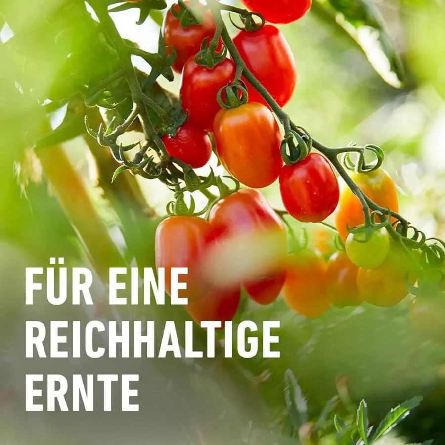 a close up of tomatoes on a plant