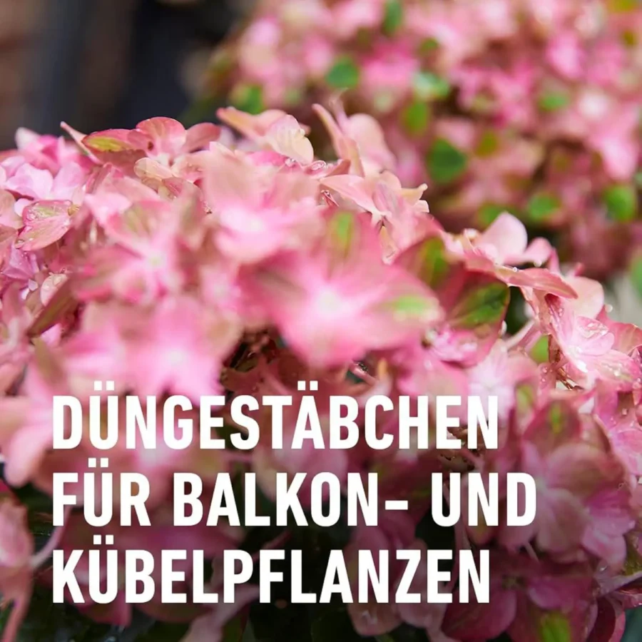 COMPO Balkon- und Kübelpflanzen Düngestäbchen mit Guano – Bild 3