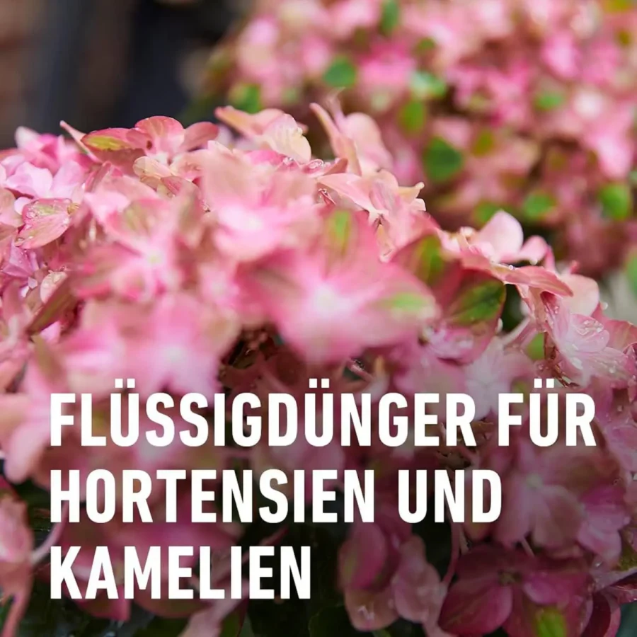 COMPO Hortensien- und Kameliendünger, 1 Liter Dosierflasche – Bild 2