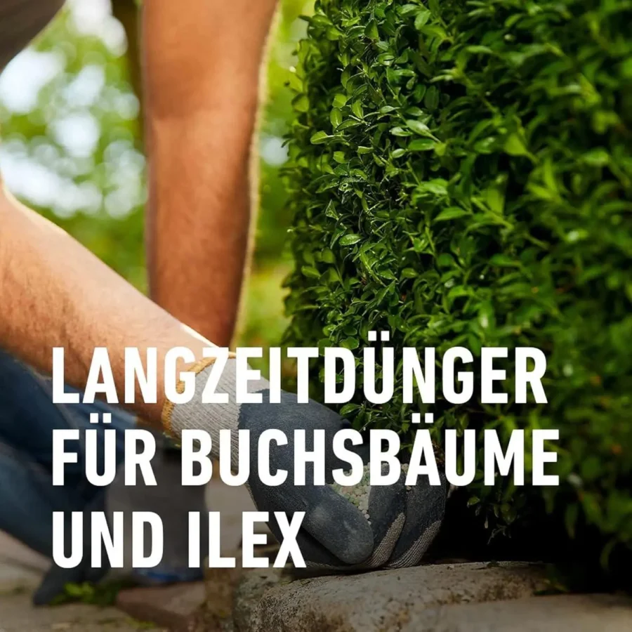 COMPO Buchsbaum- und Ilex Langzeit-Dünger, 850 g – Bild 3