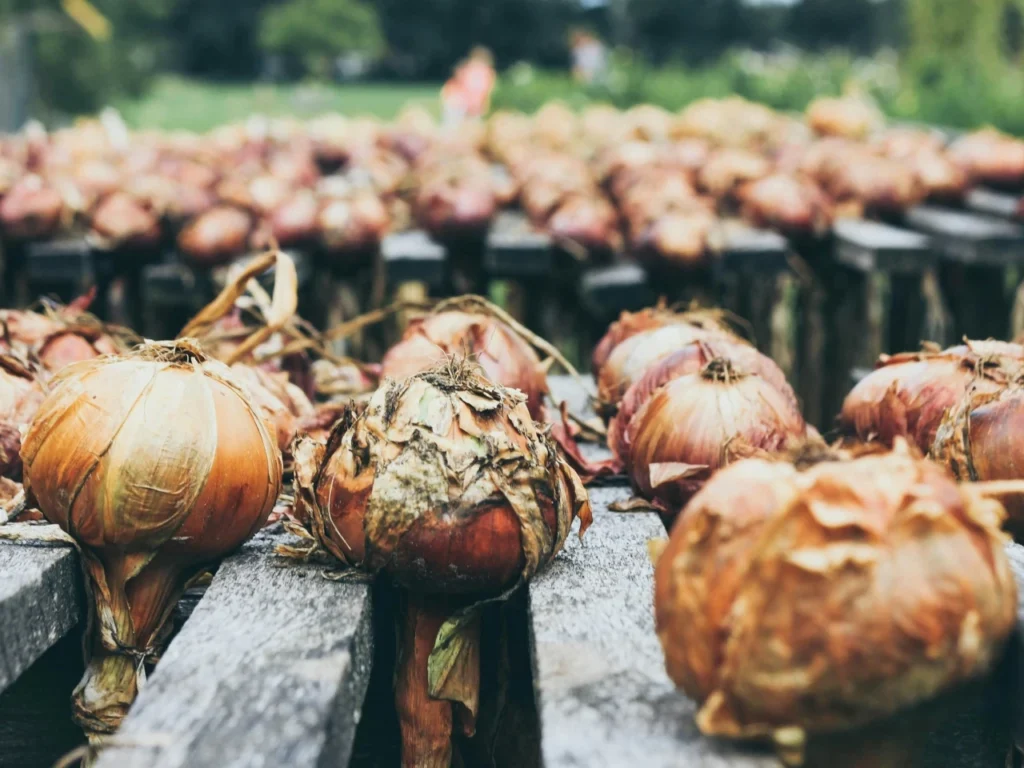 die 6 besten Nachbarn für Zwiebeln